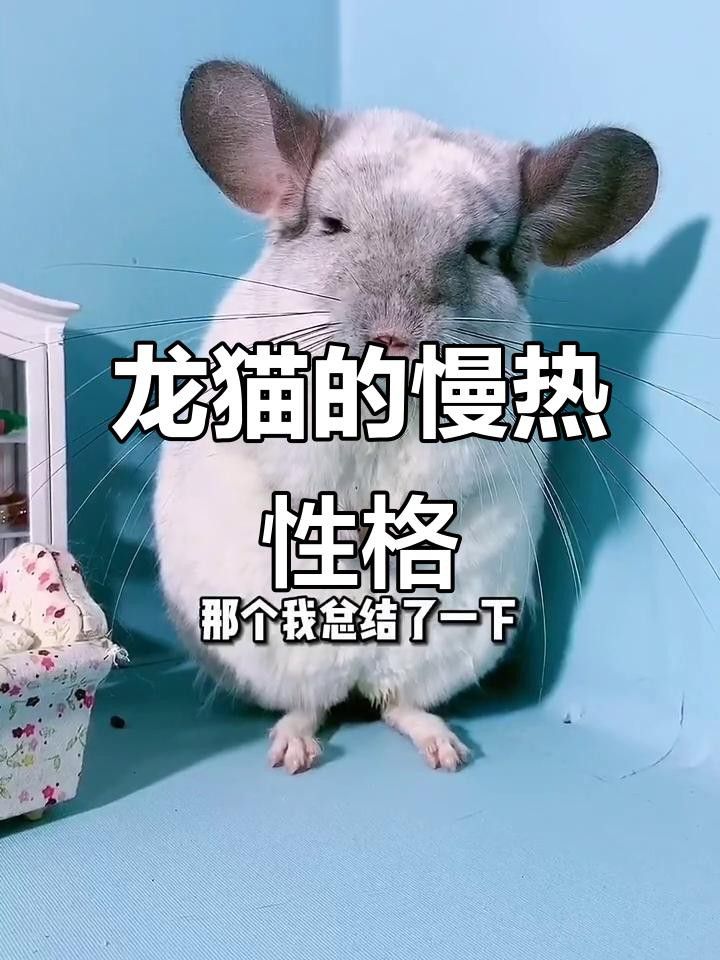 如何訓練龍貓接受貓的存在？
