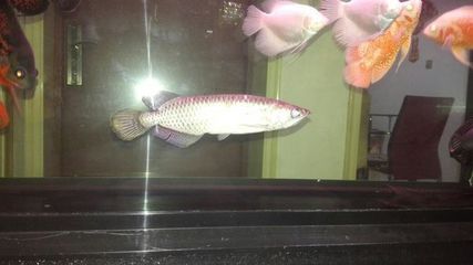 龍魚(yú)值錢嗎？：龍魚(yú)作為一種珍貴的觀賞魚(yú)種