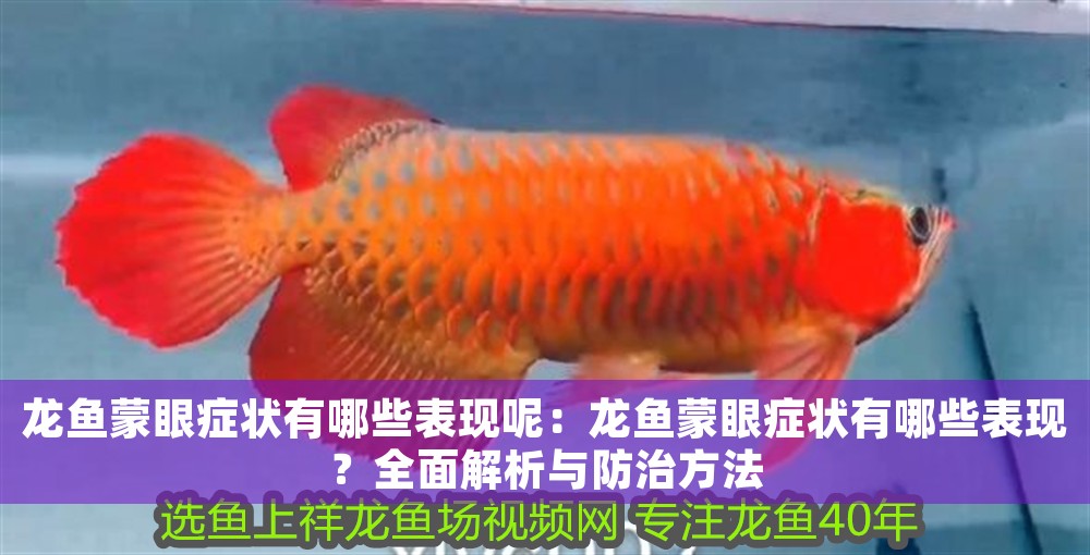 龍魚蒙眼癥狀有哪些表現(xiàn)呢：龍魚蒙眼癥狀有哪些表現(xiàn)？全面解析與防治方法 龍魚蒙眼癥狀有哪些表現(xiàn)呢：龍魚蒙眼癥狀有哪些表現(xiàn)？全面解析與防治方法 龍魚百科 第1張