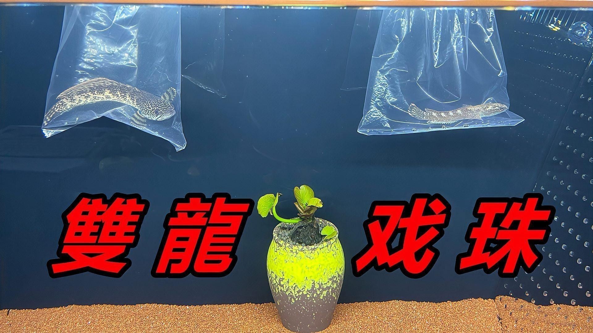 血一雷龍魚怎么養