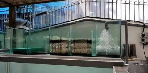 龍魚300升水放多少專用鹽【龍魚300升水放多少專用鹽的用量計算300升水用量計算】