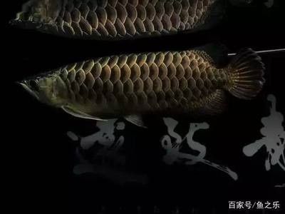 龍魚會餓死么 龍魚會餓死么 龍魚百科