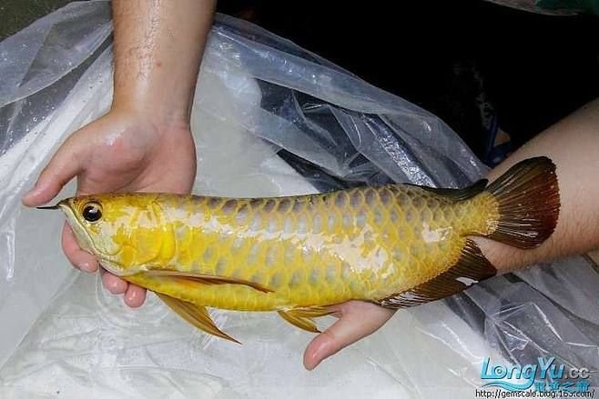 現在還有皇宮龍魚嗎（皇宮龍魚是一種高端的觀賞魚）