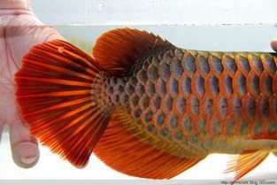 現在還有皇宮龍魚嗎（皇宮龍魚是一種高端的觀賞魚）