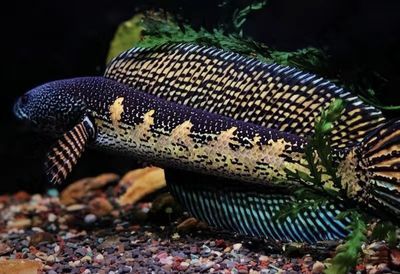雷龍魚吃黃粉蟲嗎會死嗎：雷龍魚可以吃黃粉蟲但需要注意適量并確保黃粉蟲的安全性