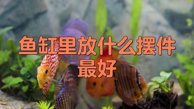 推薦一些適合金龍魚缸的裝飾物品牌