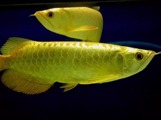 龍魚可以用藥水上色嗎為什么，如何判斷龍魚的顏色依賴