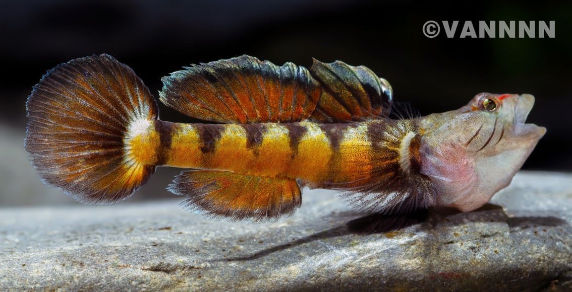 吻蝦虎 吻蝦虎 龍魚(yú)百科 第1張