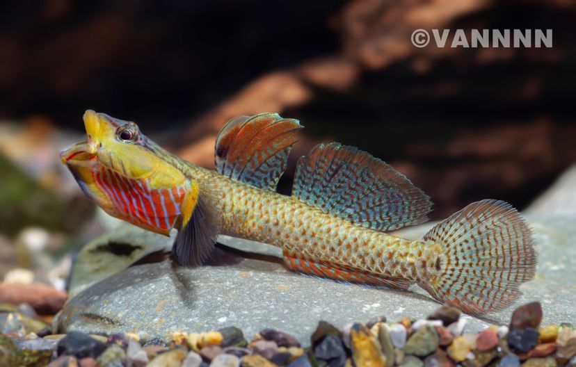 吻蝦虎 吻蝦虎 龍魚(yú)百科 第2張