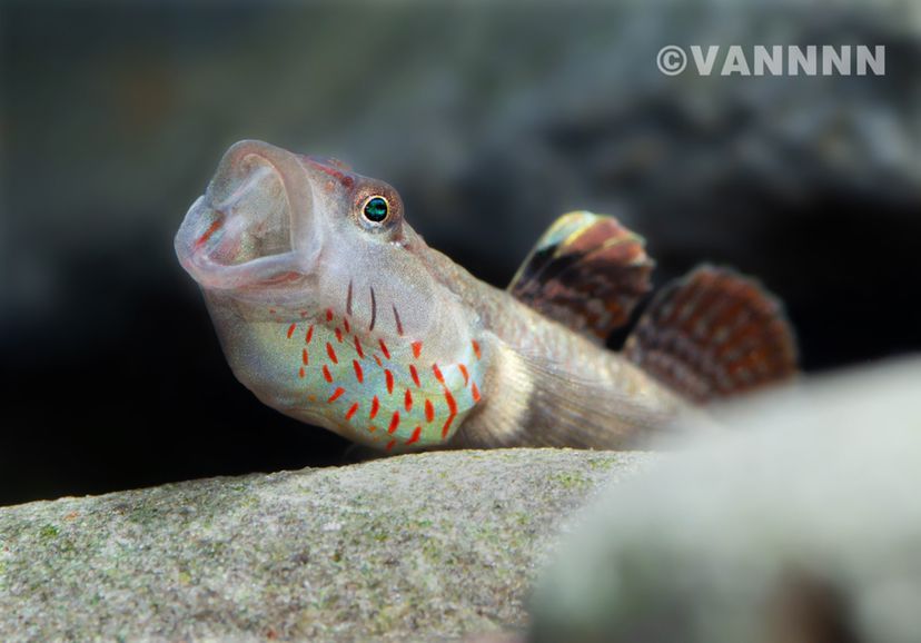 吻蝦虎 吻蝦虎 龍魚(yú)百科 第4張