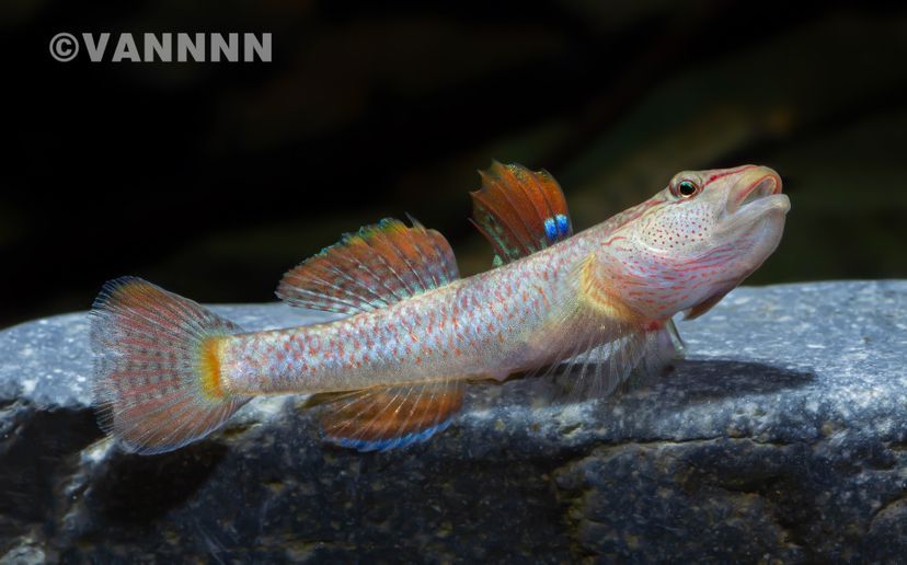 吻蝦虎 吻蝦虎 龍魚(yú)百科 第3張
