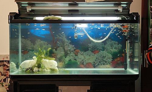 金龍魚圖片手機壁紙（金龍魚圖片手機壁紙）