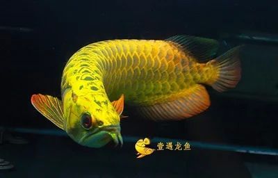 20厘米金龍魚喂什么好一點呢（20厘米的金龍魚一天喂多少?360問答）