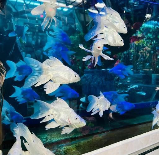 濟南水族批發市場祥龍魚場