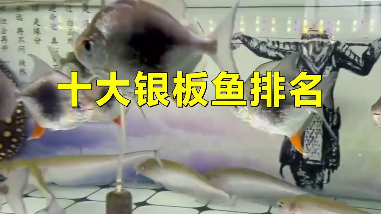 哪種銀板魚好看