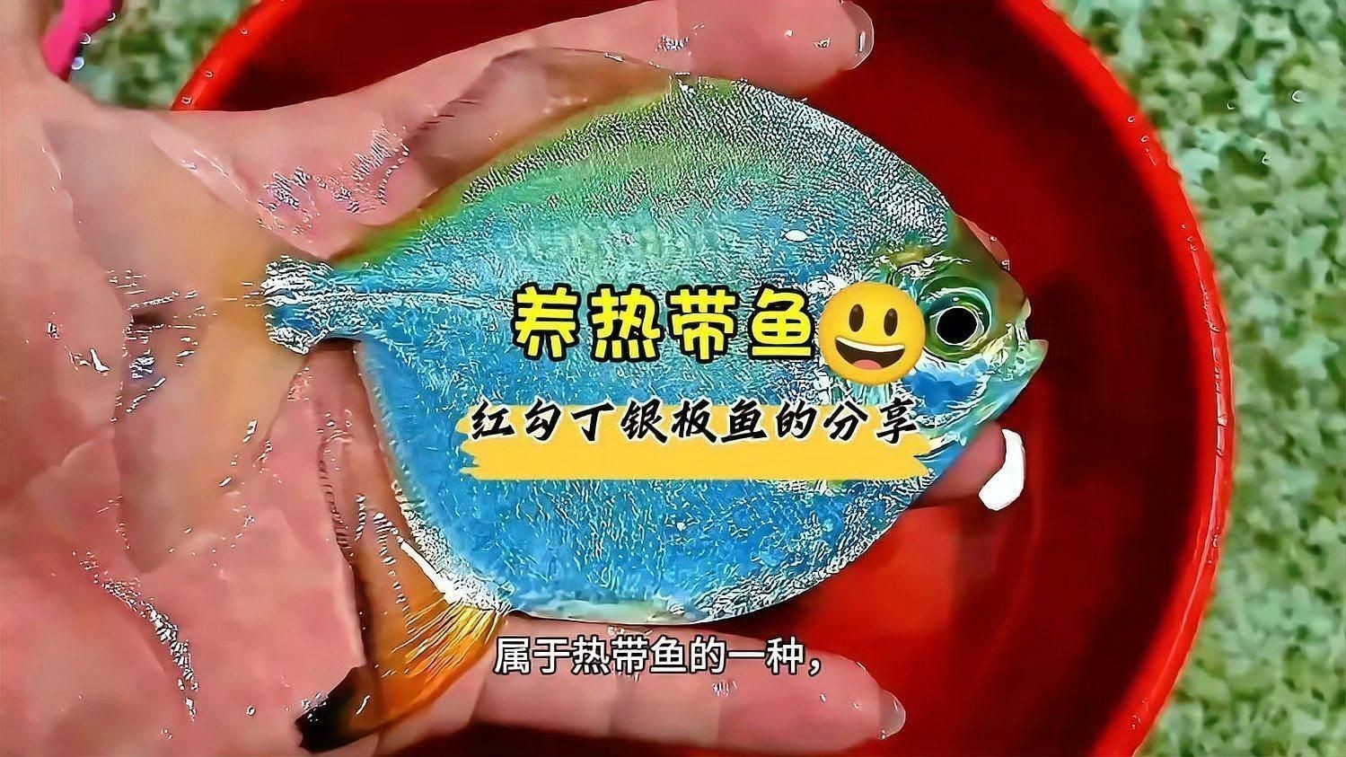 哪種銀板魚好看