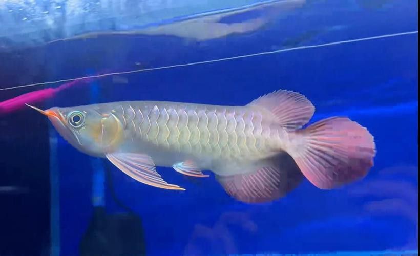 紅龍魚短身和長身的區(qū)別圖片對比 紅龍魚短身和長身的區(qū)別圖片對比 龍魚百科 第15張