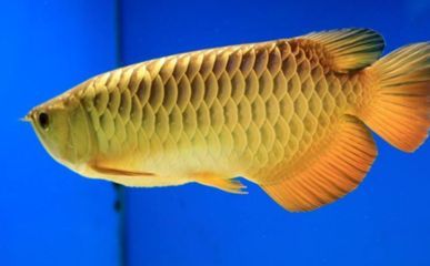 金龍魚出生多大：金龍魚剛出生時(shí)非常小，根據(jù)搜索結(jié)果