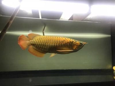 龍魚燈光使用注意事項：龍魚燈光使用時應注意的幾個關鍵點