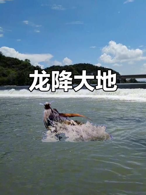 如何找到更多高清真龍圖片？ 如何找到更多高清真龍圖片？ 龍魚百科 第3張