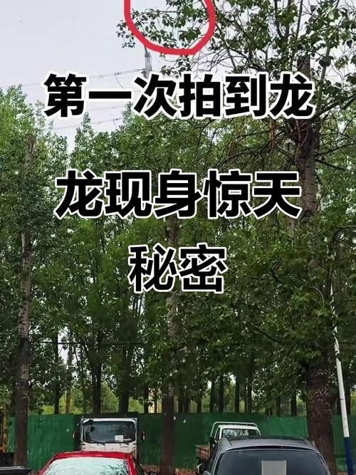 如何找到更多高清真龍圖片？ 如何找到更多高清真龍圖片？ 龍魚百科 第9張