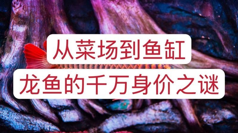 龍魚為什么有芯片 龍魚為什么有芯片 龍魚百科 第4張
