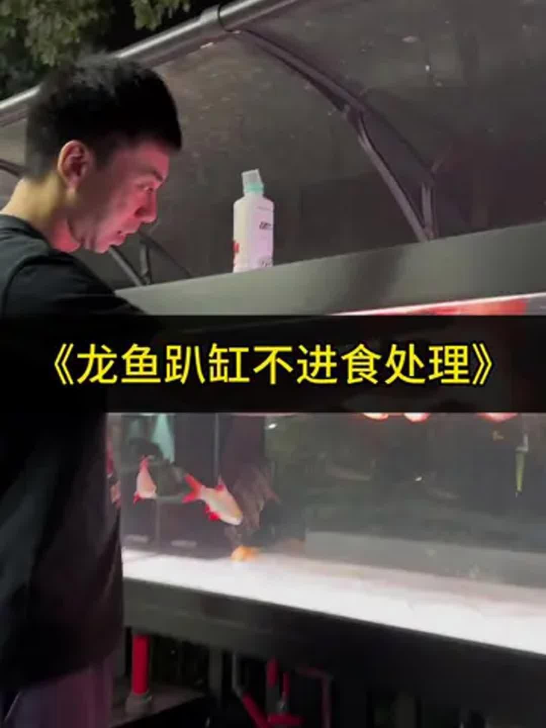 哪種益生菌品牌適合紅龍魚？