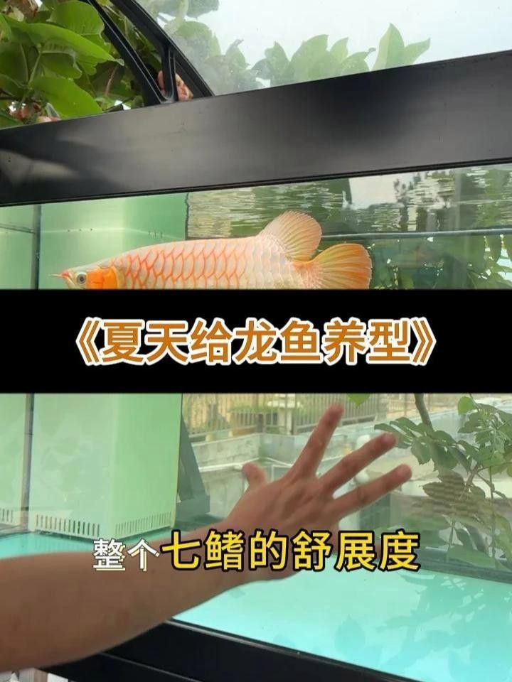 哪種益生菌品牌適合紅龍魚？