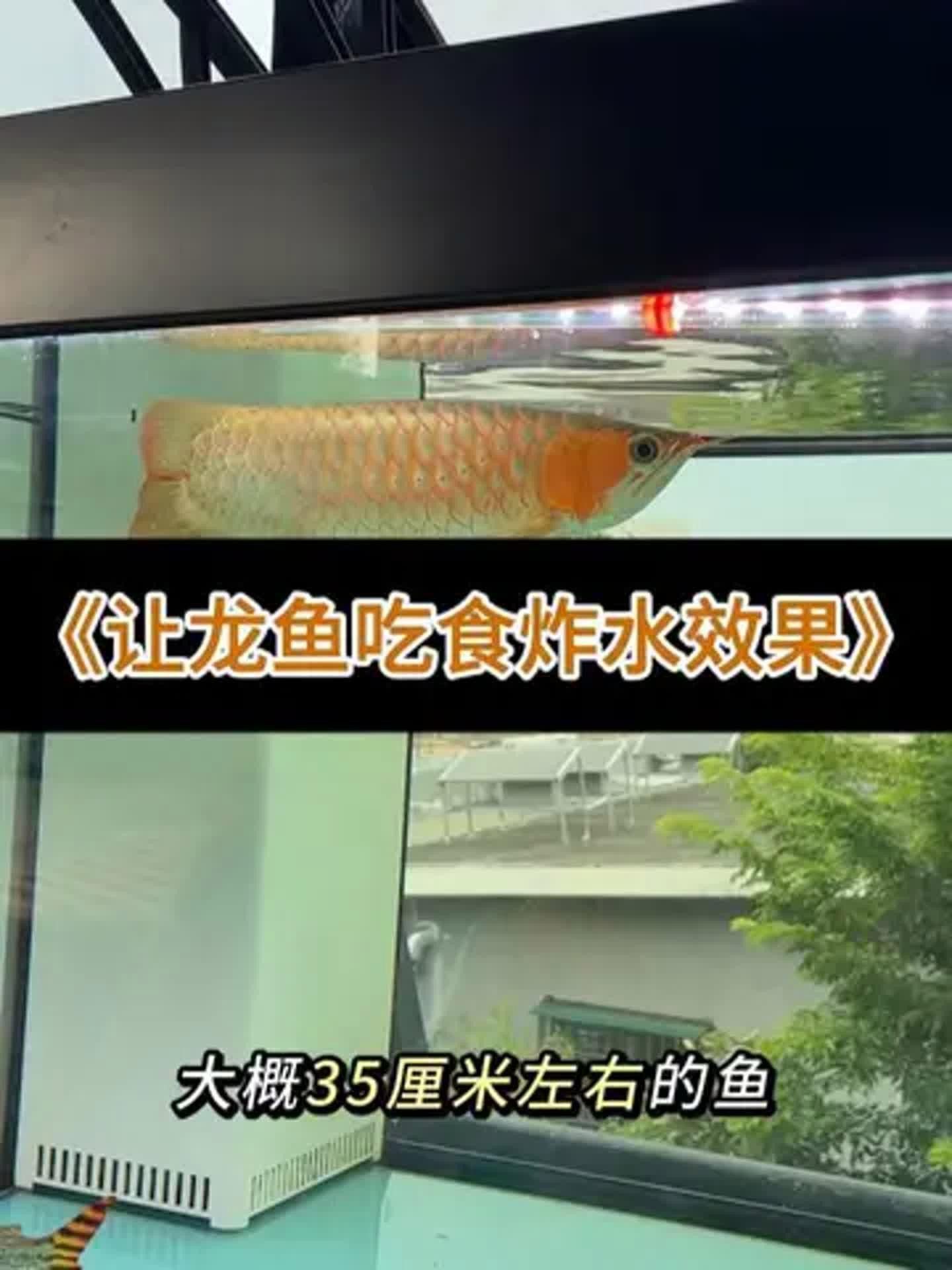 哪種益生菌品牌適合紅龍魚？