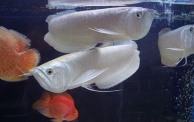 銀龍魚光照需求研究：關(guān)于銀龍魚的光照需求 銀龍魚光照需求研究：關(guān)于銀龍魚的光照需求 龍魚百科 第2張