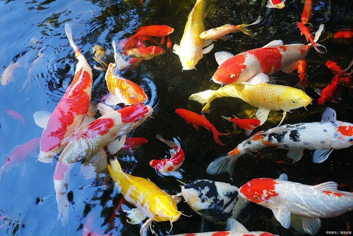龍魚和錦鯉哪個更難飼養？ 龍魚和錦鯉哪個更難飼養？ 龍魚百科 第6張