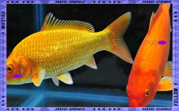 龍魚和錦鯉哪個更難飼養？ 龍魚和錦鯉哪個更難飼養？ 龍魚百科 第5張