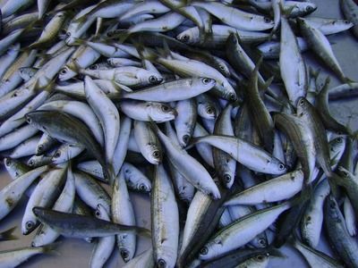 黑桃A魚苗混養注意事項：混養黑桃a魚和龍魚的注意事項