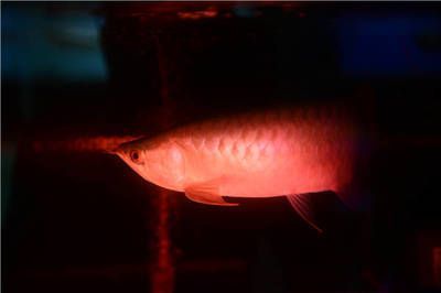 龍魚(yú)低溫過(guò)冬的應(yīng)對(duì)策略（冬季龍魚(yú)安全過(guò)冬需要采取一系列措施來(lái)確保龍魚(yú)安全過(guò)冬）