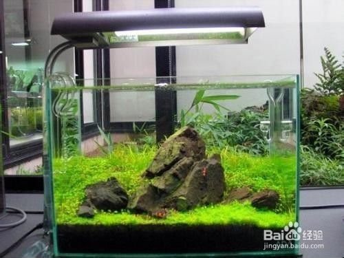 紅龍魚怎么養體型大一點視頻（紅龍魚怎么養體型大一點視頻教程）