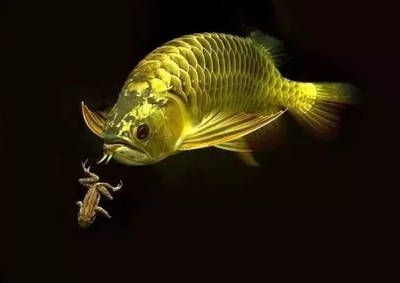 龍魚慢養會影響體型嗎：慢養與壓養對龍魚壽命的影響