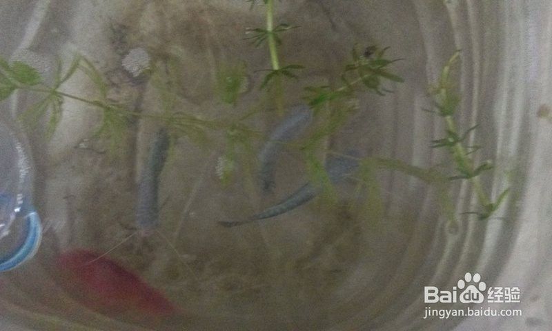 藍曼龍魚繁殖期有哪些行為？ 藍曼龍魚繁殖期有哪些行為？ 龍魚百科 第7張
