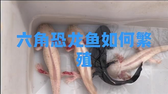 恐龍魚繁殖最簡單三個步驟