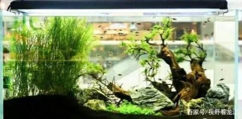 紅龍魚缸背景顏色搭配好看嗎（養紅龍魚用什么背景顏色比較好）