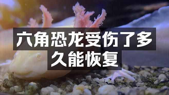 如何治療六角恐龍魚的傷口？