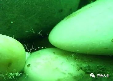 龍魚糞便白色細(xì)長
