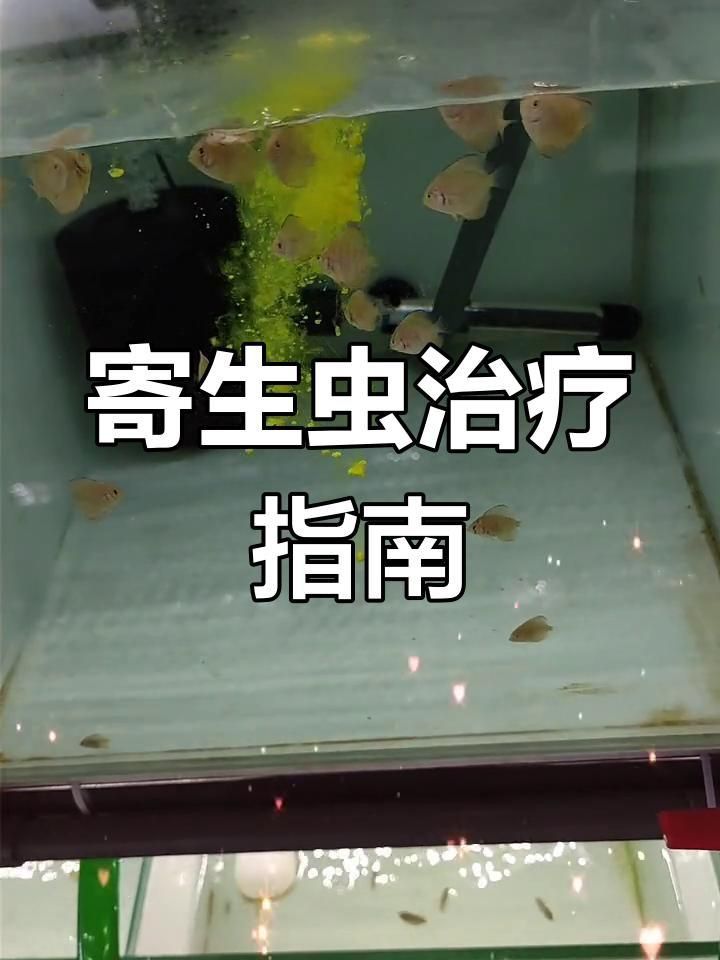 魚內(nèi)寄用什么藥效果好 龍魚百科 第3張 魚內(nèi)寄用什么藥效果好 魚內(nèi)寄用什么藥效果好 龍魚百科 第3張