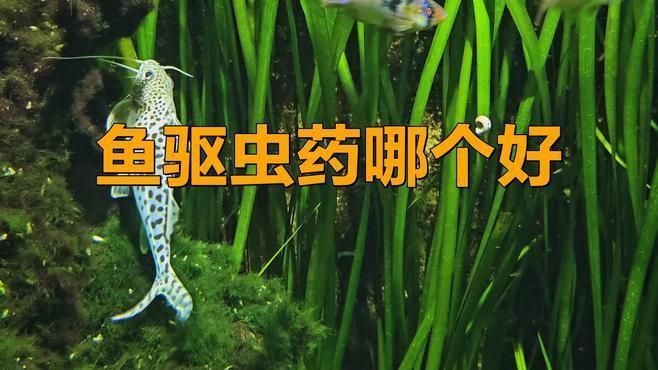 魚內(nèi)寄用什么藥效果好 龍魚百科 第8張 魚內(nèi)寄用什么藥效果好 魚內(nèi)寄用什么藥效果好 龍魚百科 第8張
