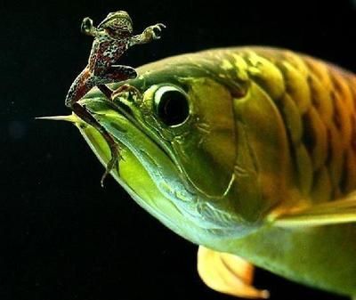 龍魚增色燈和發色燈有什么不同：龍魚增色燈與發色燈的區別