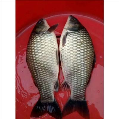 龍魚喂鯽魚苗好嗎怎么喂的：龍魚可以喂鯽魚苗嗎？