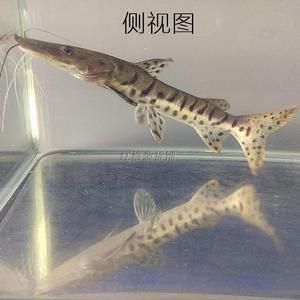 月光鴨嘴魚觀賞價值提升方法：月光鴨嘴魚最佳飼料配方，如何控制水族箱內水溫，月光鴨嘴魚混養注意事項