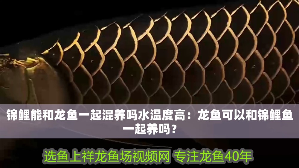 錦鯉能和龍魚一起混養(yǎng)嗎水溫度高：龍魚可以和錦鯉魚一起養(yǎng)嗎？