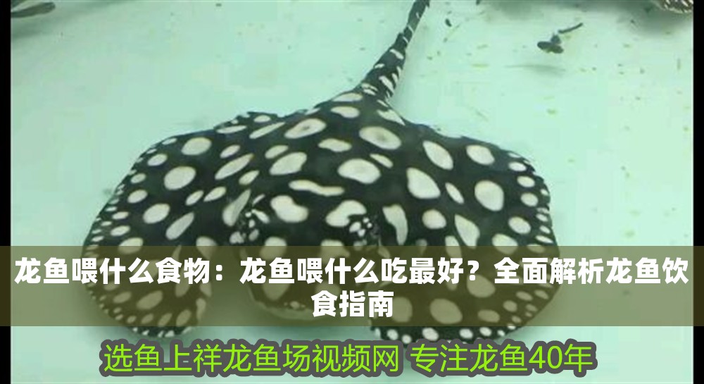龍魚喂什么食物：龍魚喂什么吃最好？全面解析龍魚飲食指南