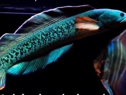 雷龍魚可以和鯊魚混養嗎圖片