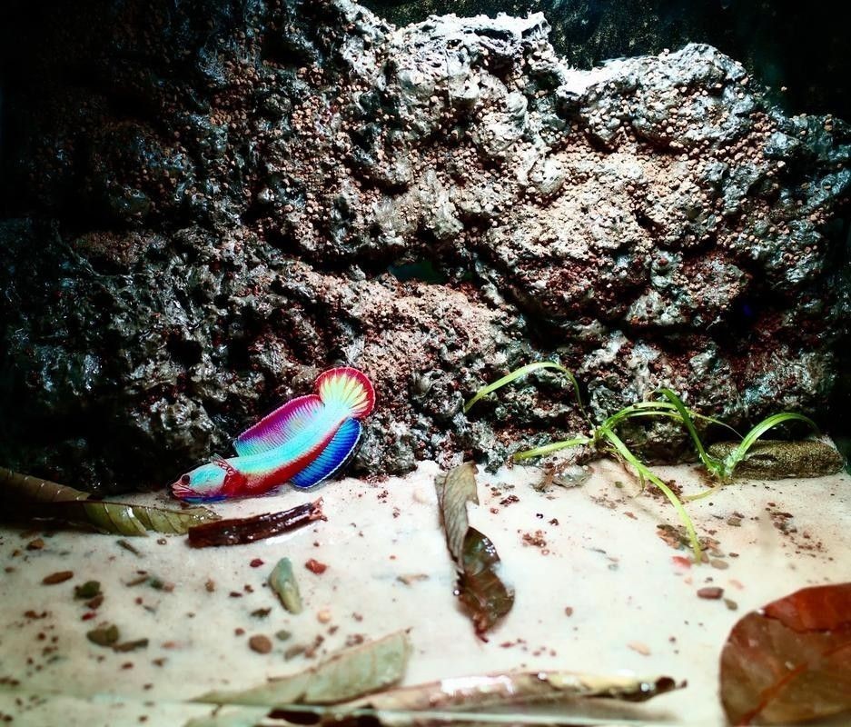 雷龍魚可以和鯊魚混養嗎圖片